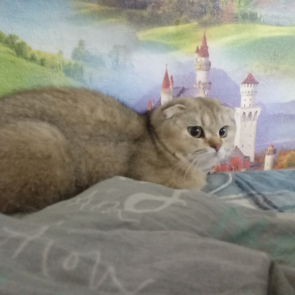 Кошка Буся из Москвы. Шотландка, окрас золотая шиншилла