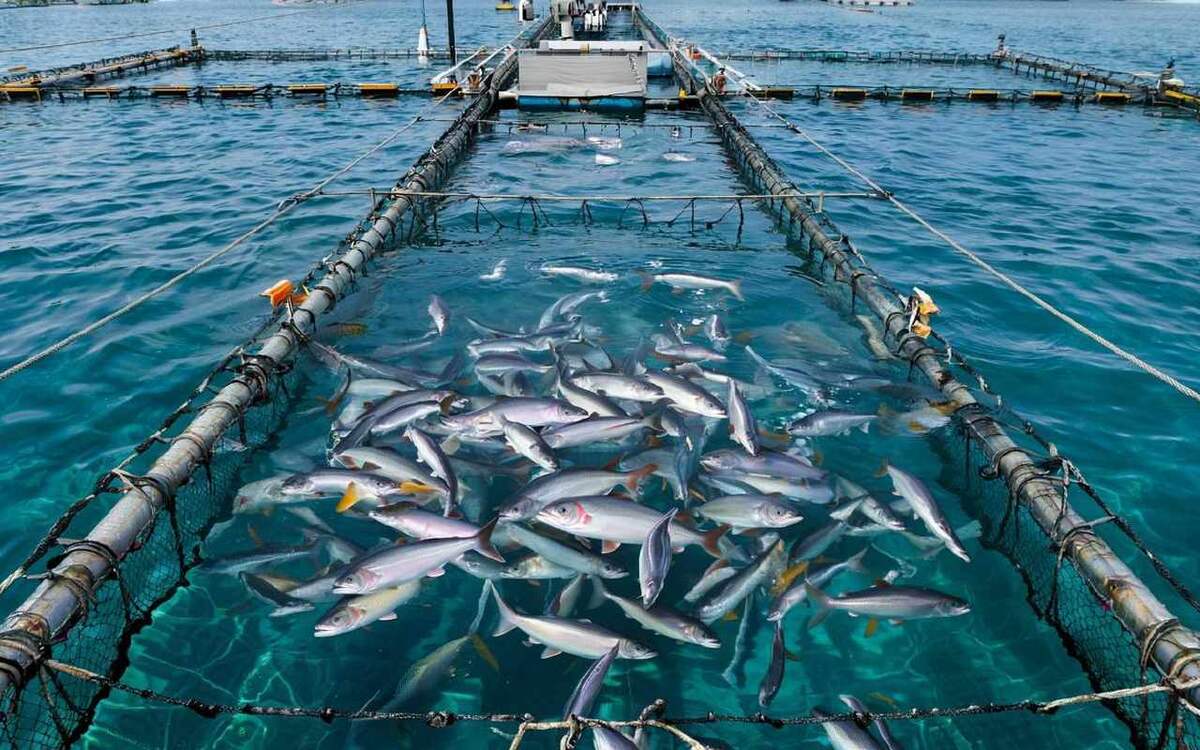    «Калининградский лосось» будет выращивать атлантического лосося Иллюстрация сгенерирована нейросетью Kandinsky