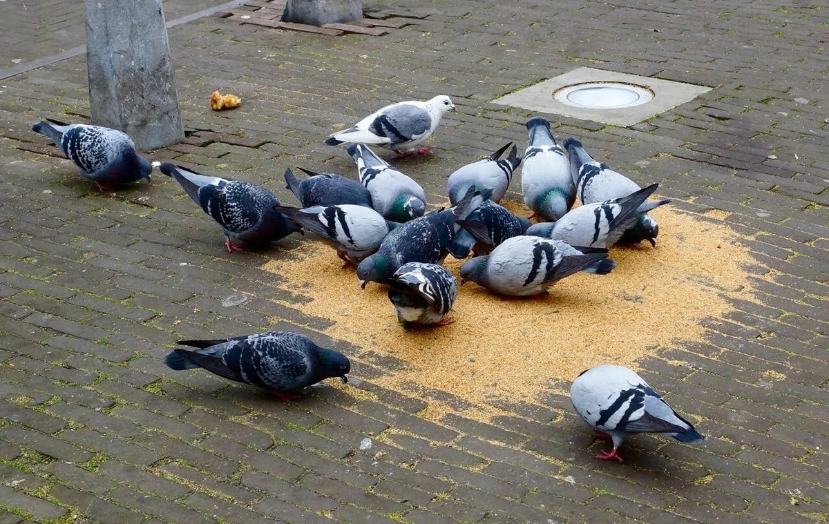 Штраф за кормление голубей