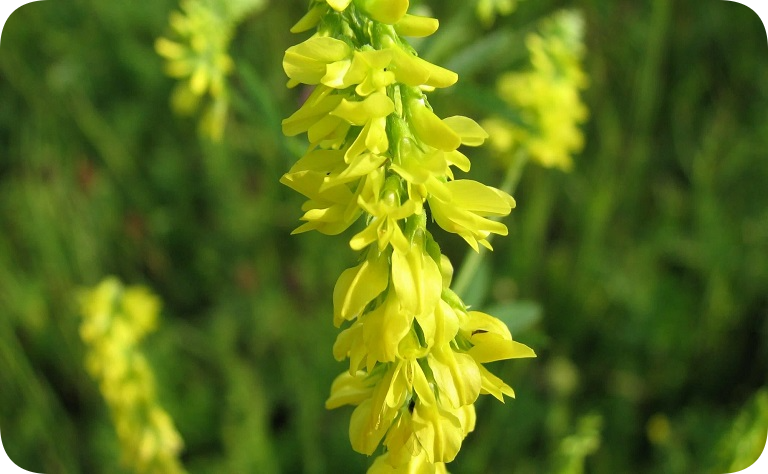 ЧЕМ ПОЛЕЗЕН ДОННИК В РУССКОЙ БАНЕ