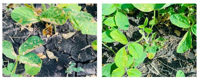 Ожоги на растениях сои от двукратной обработки по вегетации баковой смесью бентазон, 1200 г/га + тифенсульфурон – метил, 6 г/га.