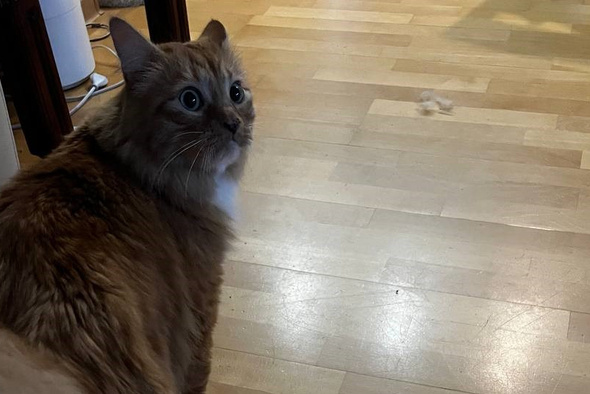     «Постньюс»