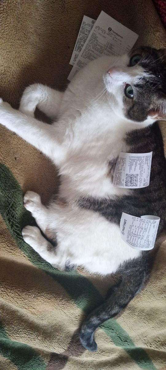 Кошка Боня счетовод)))