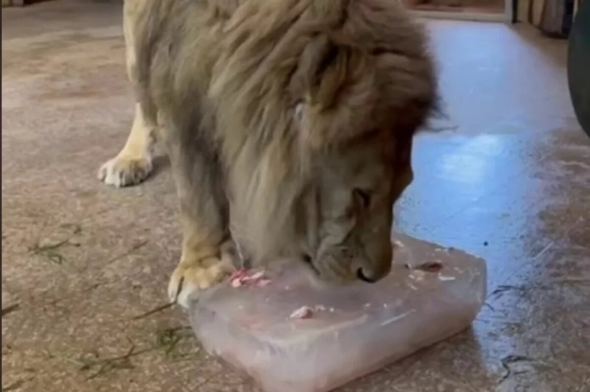    В Ленинградском зоопарке показали, как льва спасают от жары
