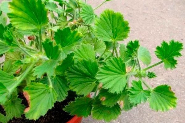 Когда, чем и как удобрять пеларгонию, чтобы обильно цвела?
