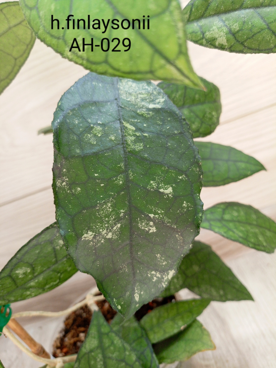 Новые листья у 1,5 годичной Хойи немного изменились в лучшую сторону