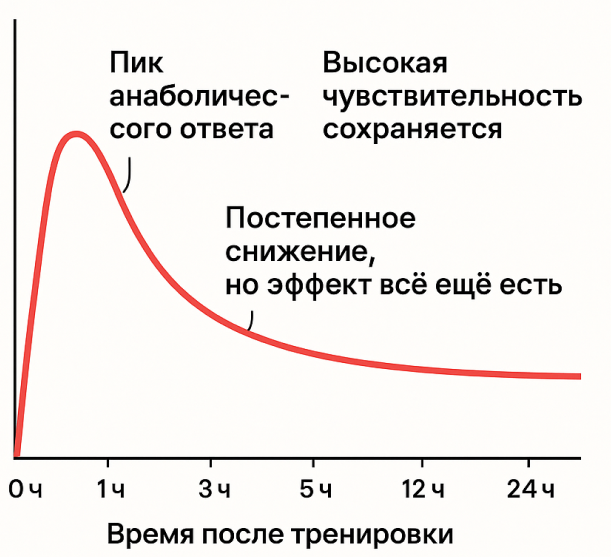 График чувствительности мышц к белку — пик в первые часы, но эффект сохраняется до 24 часов