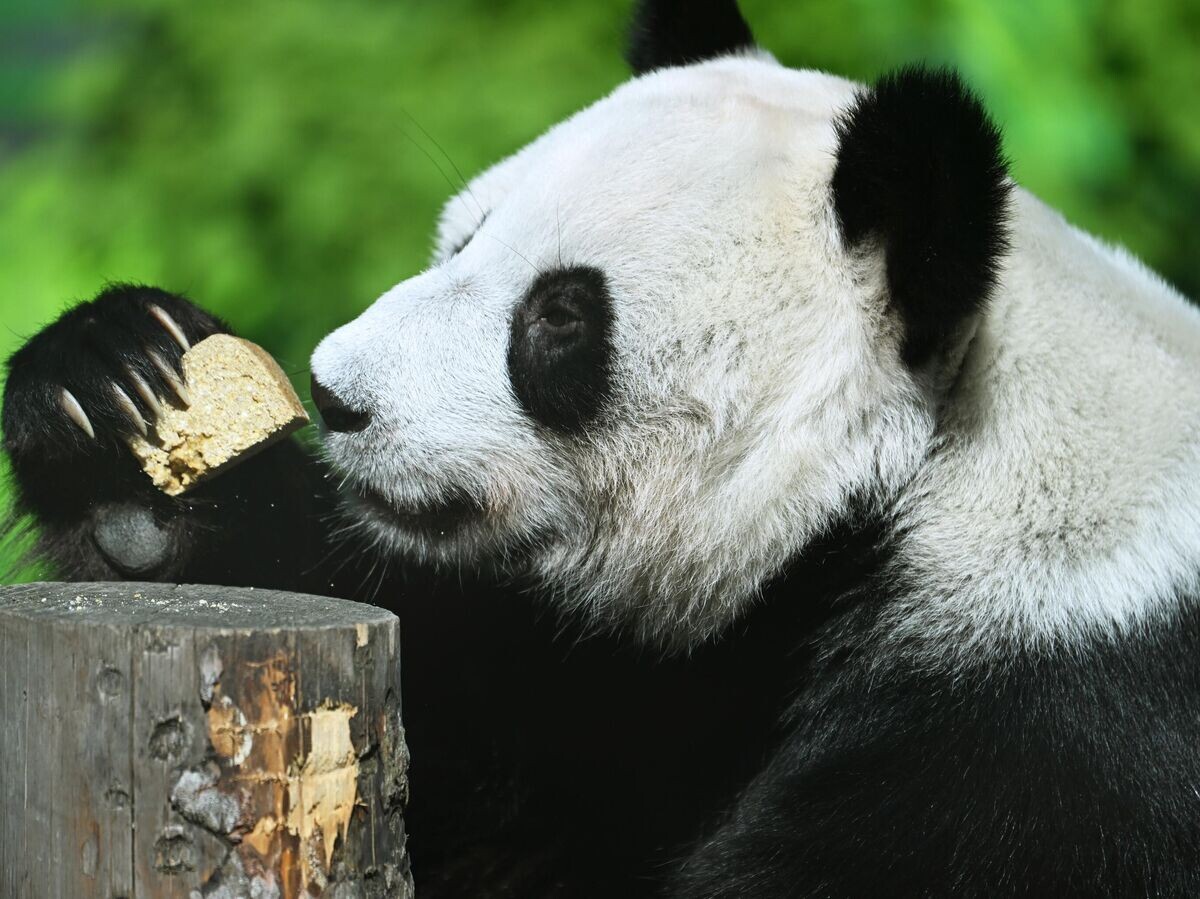    Панда Диндин в вольере Московского зоопарка© РИА Новости / Кристина Кормилицына
