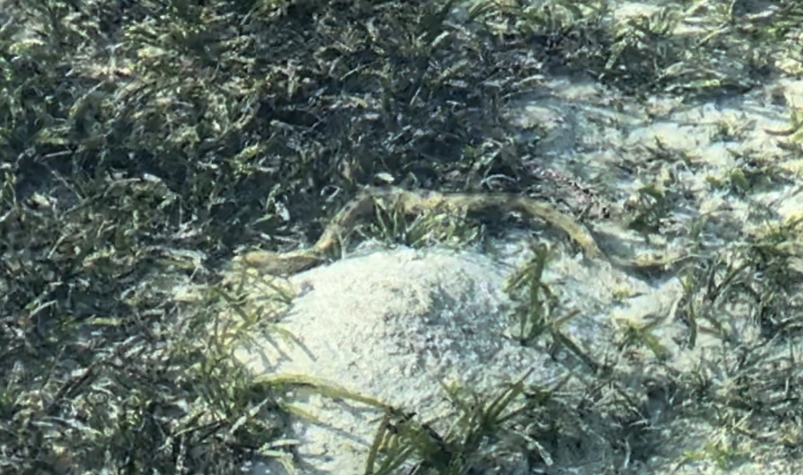 частыми гостями побережья нашего отеля были вот такие змеи. Главное правило: вы не трогаете живность - она не трогает вас 