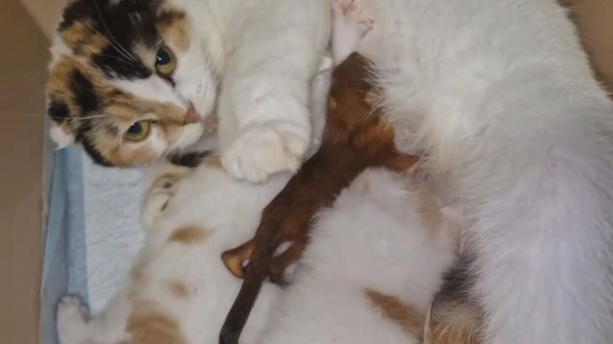     Автор: Карен Даллакян Источник: соцсети Карена Даллакяна