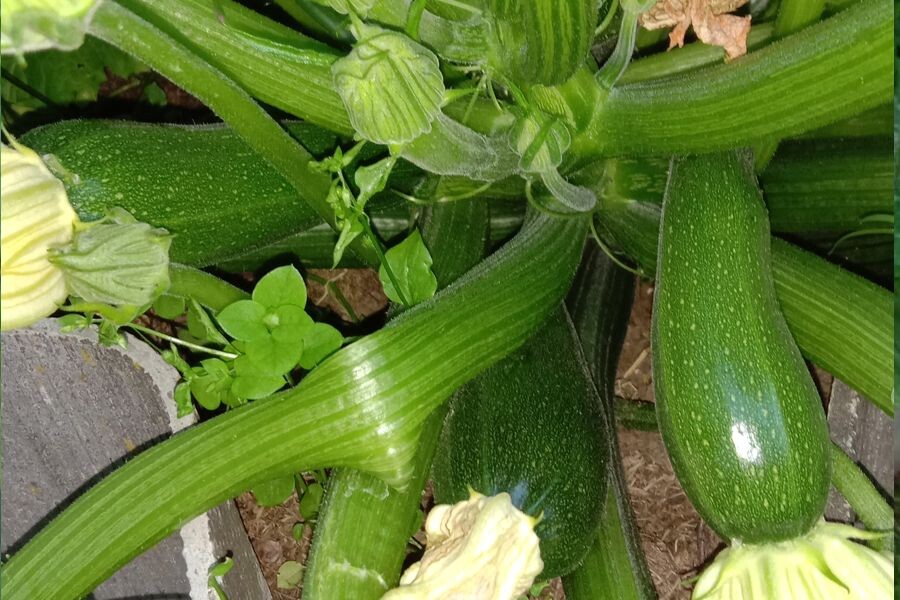 Цукини - разновидность кабачка.