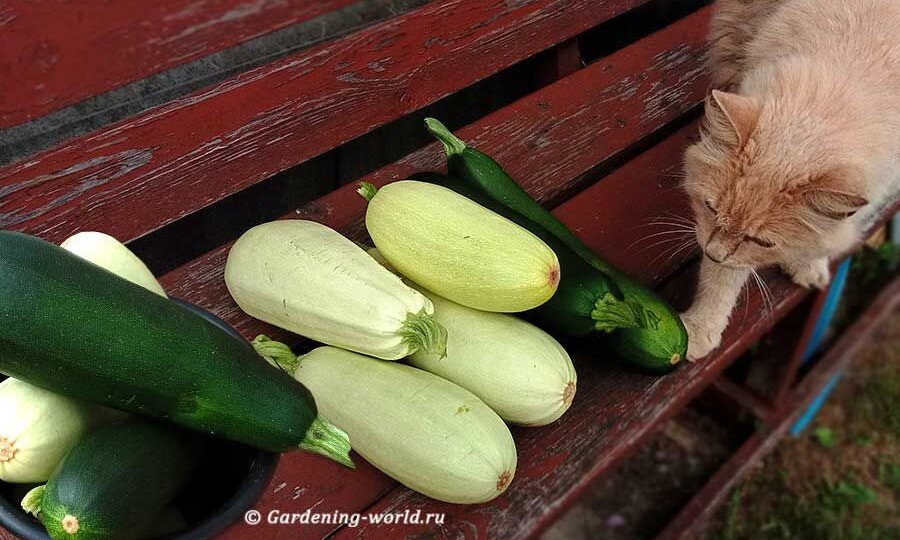 Кабачки на грядке: 7 рекомендаций, чтобы не были горькими и гнилыми в августе