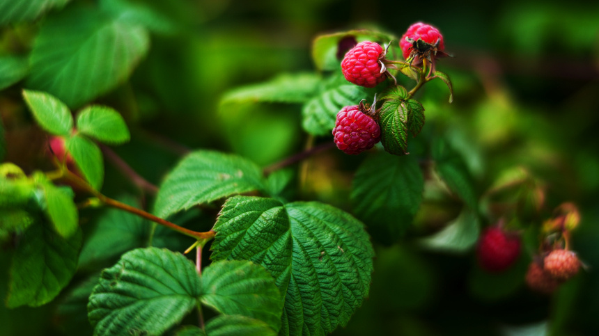    Фото: © РИА Новости/Александр Вильф