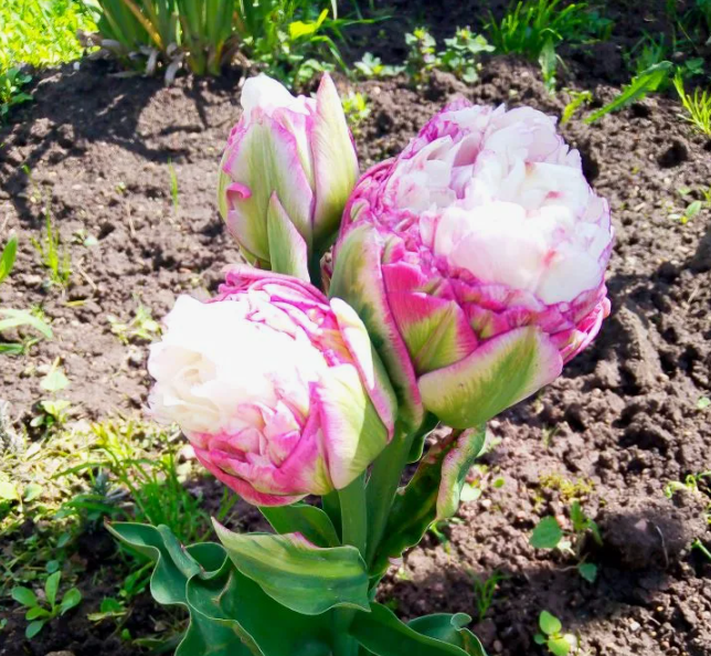 «Айс Уандер»