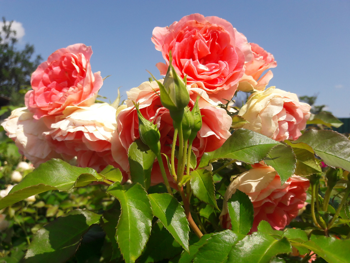 Jet Set /Джет Сет/