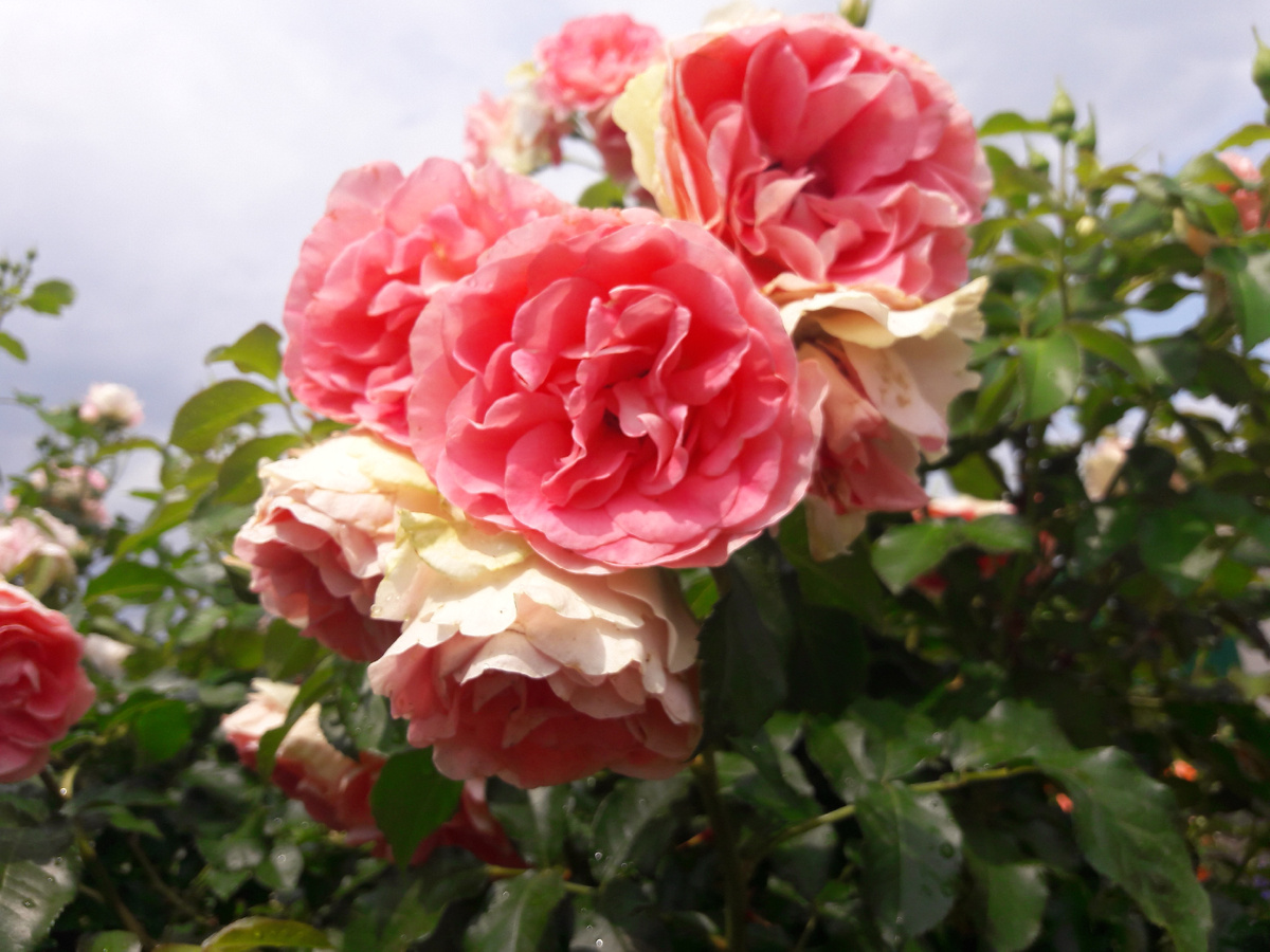 Jet Set /Джет Сет/