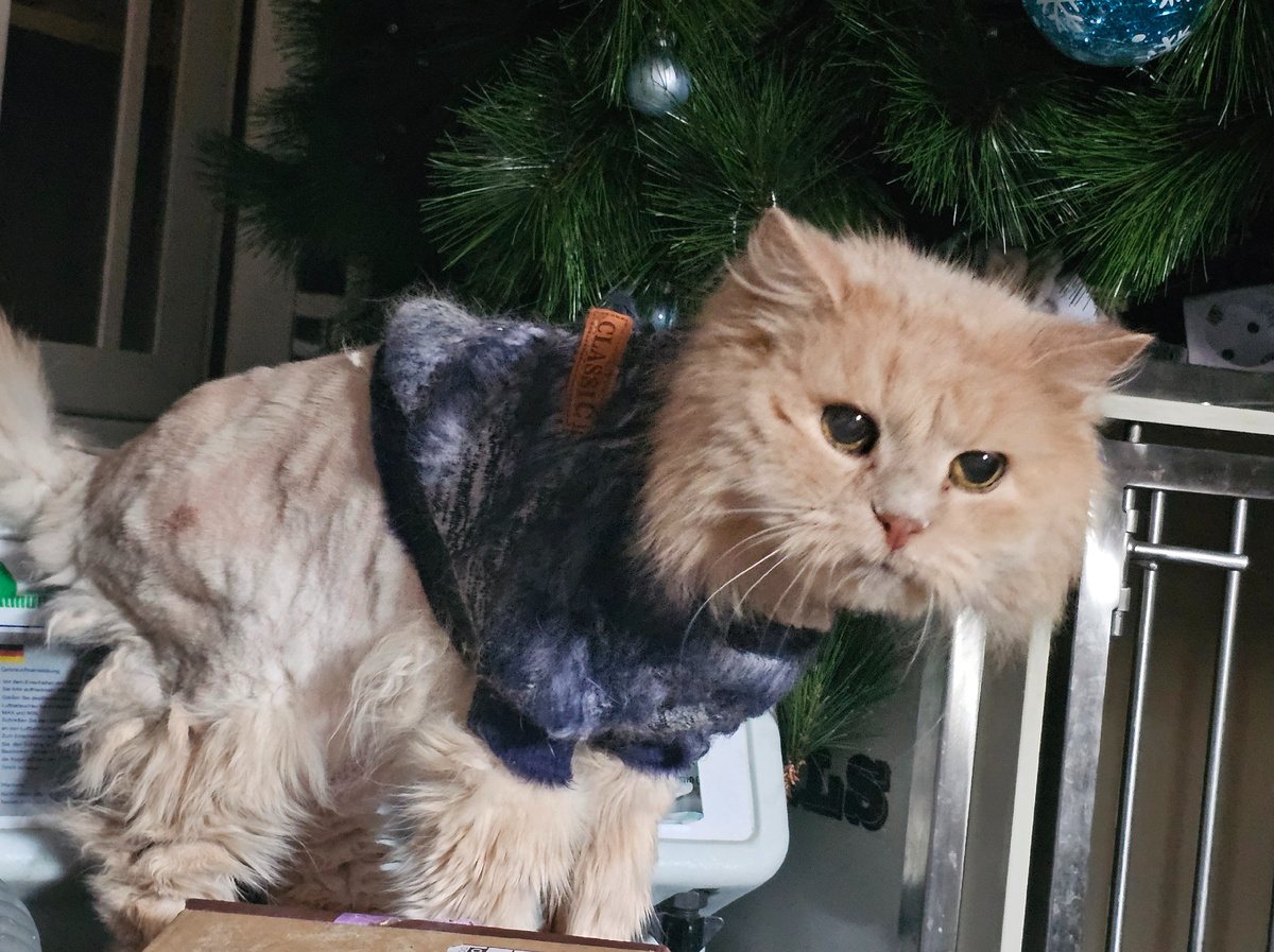 Фото автора. Бубусик, его принесла хозяйка усыплять.