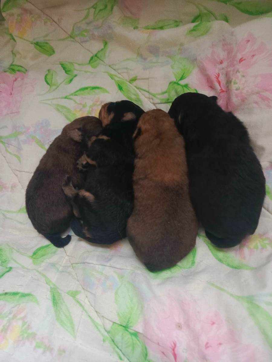 щенки шпица