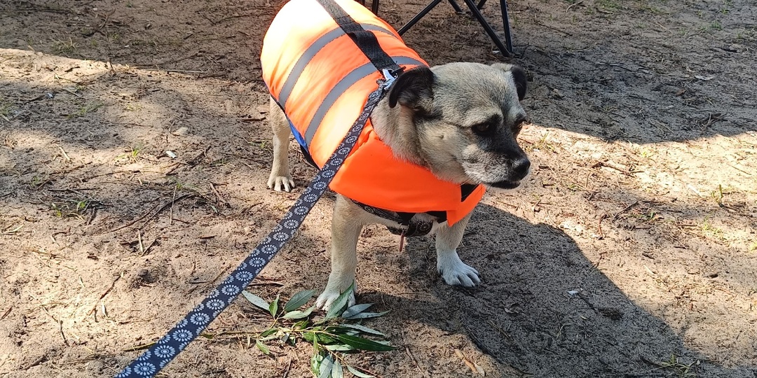 ⛔ Об условно домашних собаках