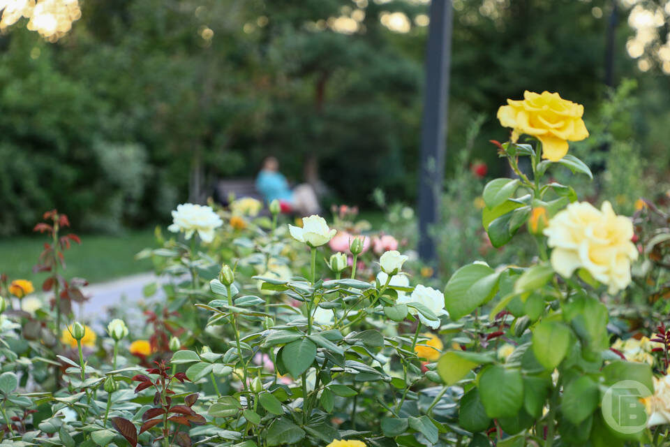    Фото: Дмитрий Рогулин / "Городские вести"