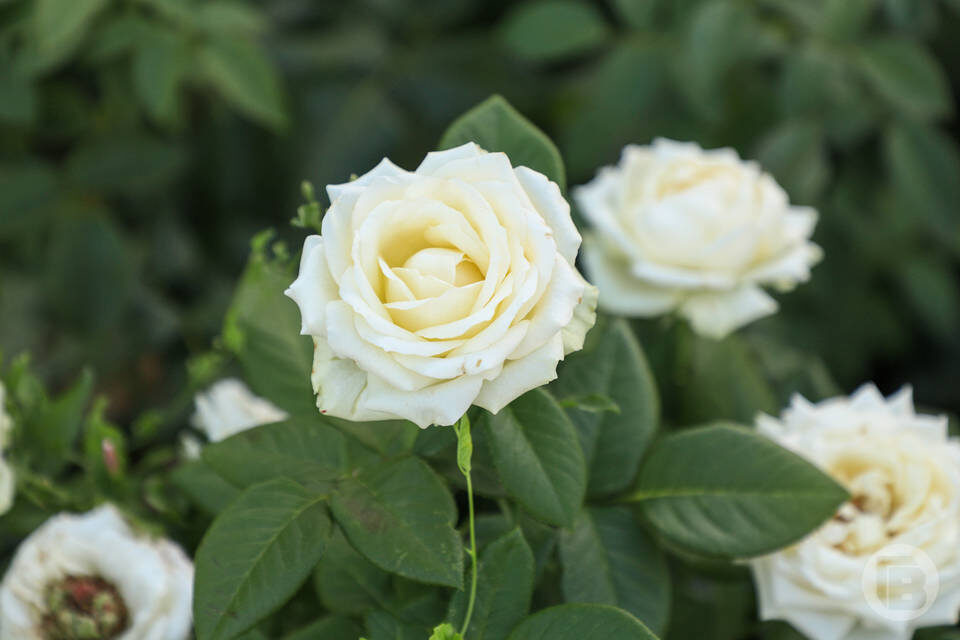    Фото: Дмитрий Рогулин / "Городские вести"