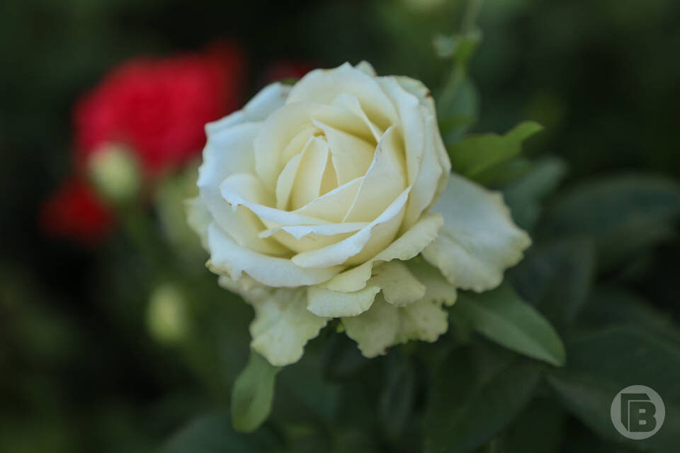    Фото: Дмитрий Рогулин / "Городские вести"