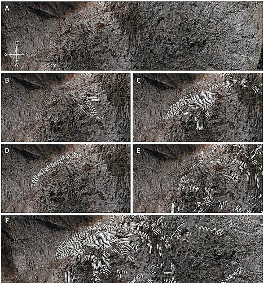 950 групп пальцевых канавок — от широких следов взрослых пальцев до узких