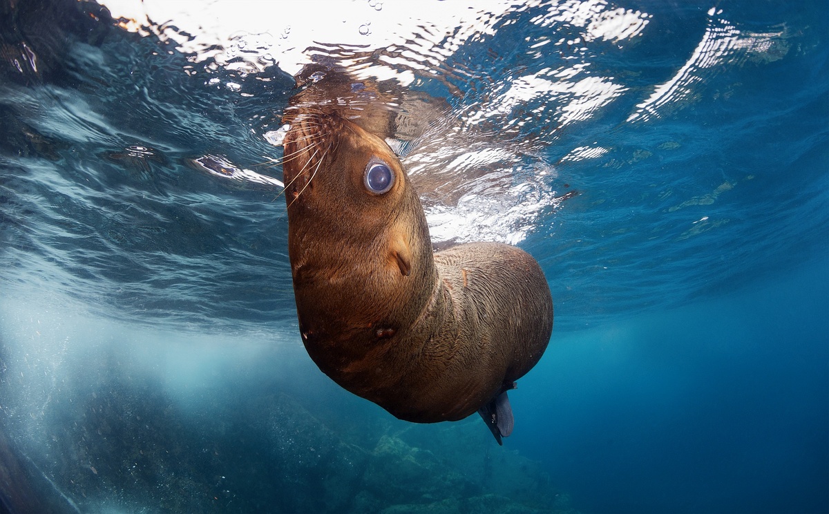 Пример на сивучах с Монерона. Со взвесью и без. Фотографии лушче открывать на полный экран