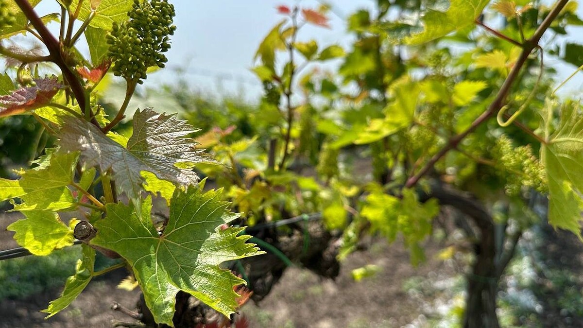    Фото: телеканал «Краснодар»