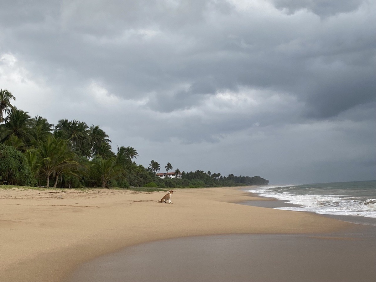 На нашей вилле жили 2 собаки, оказалось, что это практически обязательное домашнее животное, так как они ловят змей и охраняют свой дом от дикой живности.