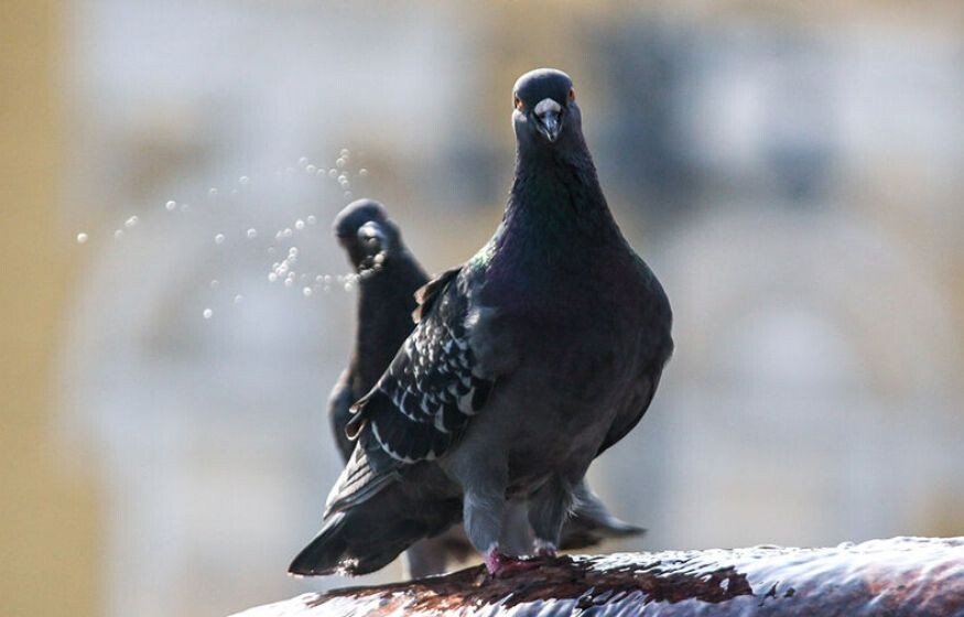 Фото из открытых источников 