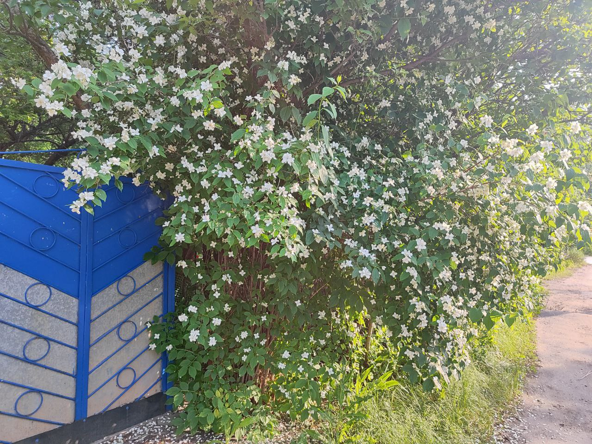 Фото автора.