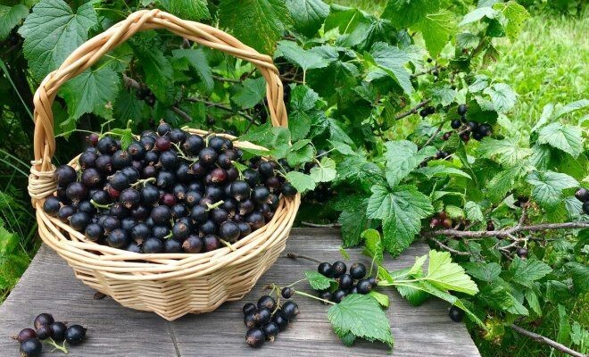 Урожай смородины смородины