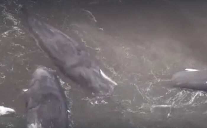 Источник фото: скуриншот видео