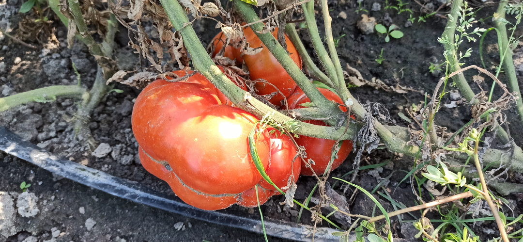 Добавление аспирина в лунку при посадке томатов: мифы и реальность о размере плодов