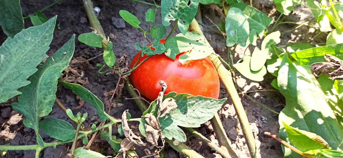 Крупные томаты