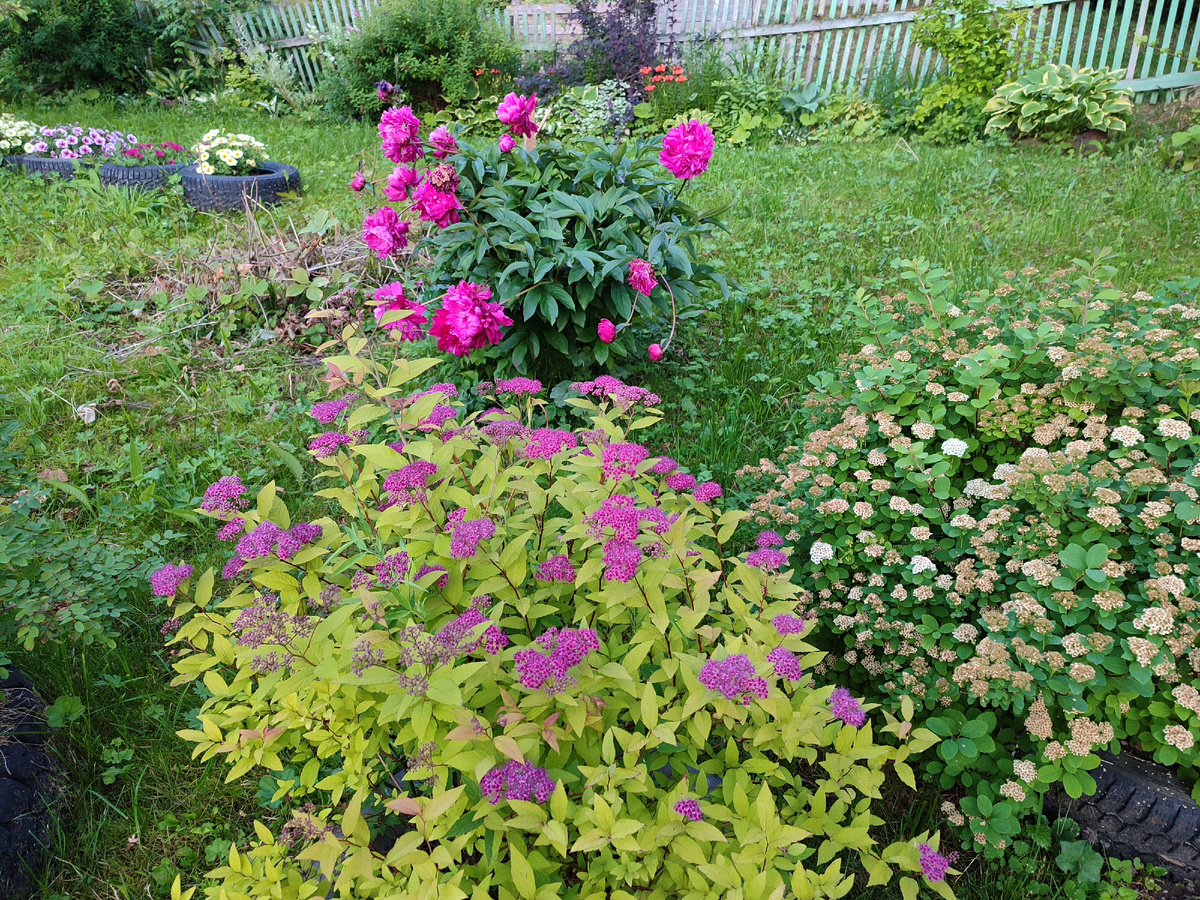 Немного моей дачной красоты. Снято в прошлое воскресенье. 