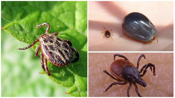 Симптомы и признаки укуса клеща у человека.