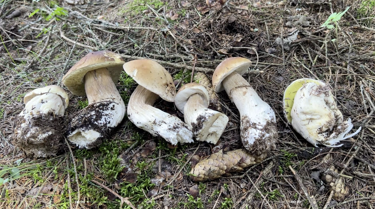 Фото автора 29.07.25 Белые грибы еловые