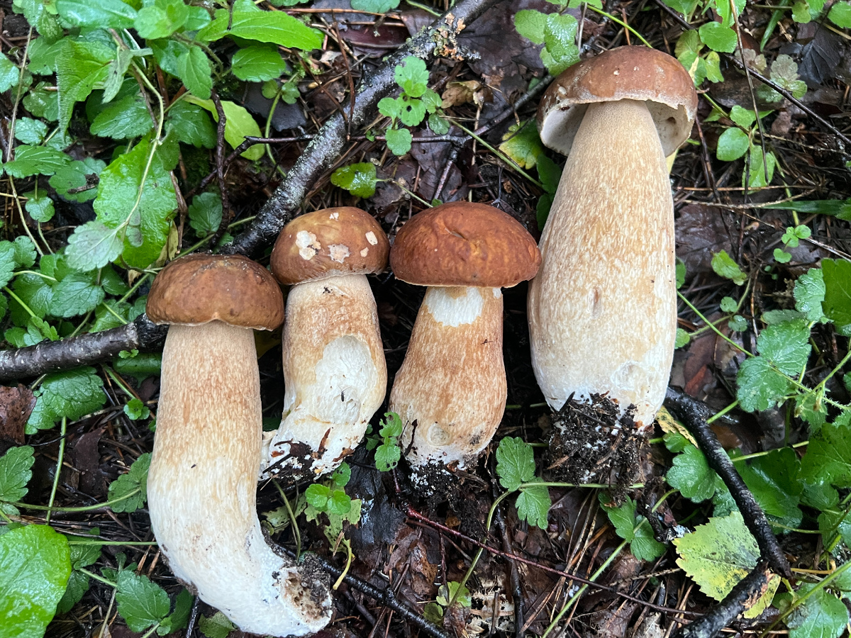 Фото автора 28.07.25. Фото автора . Белые грибы сетчатые.