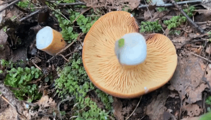 гиф автора, архив