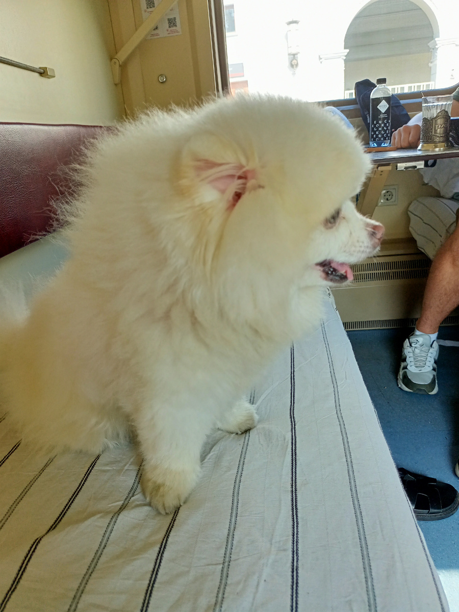 Мой славный попутчик, очень красивый и воспитанный. Фото автора.