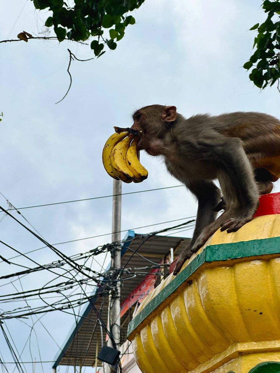 Макака-воришка