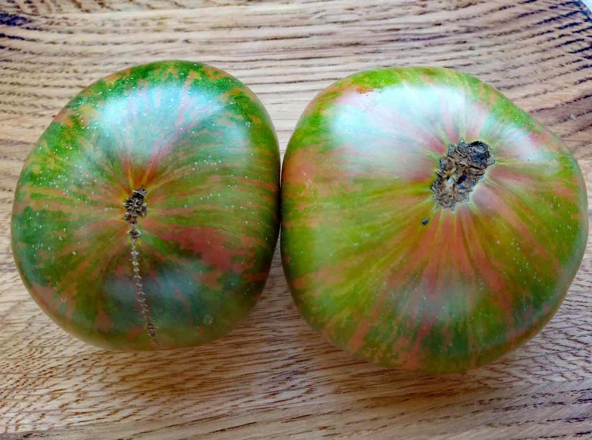 Фото автора от 30.07 2025г. Групповой портрет помидоров томатного гнома Мятные полосы.