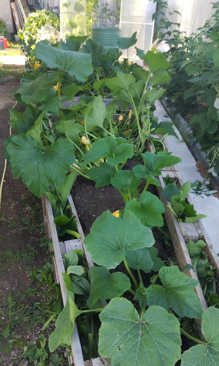 Растут родимые! 