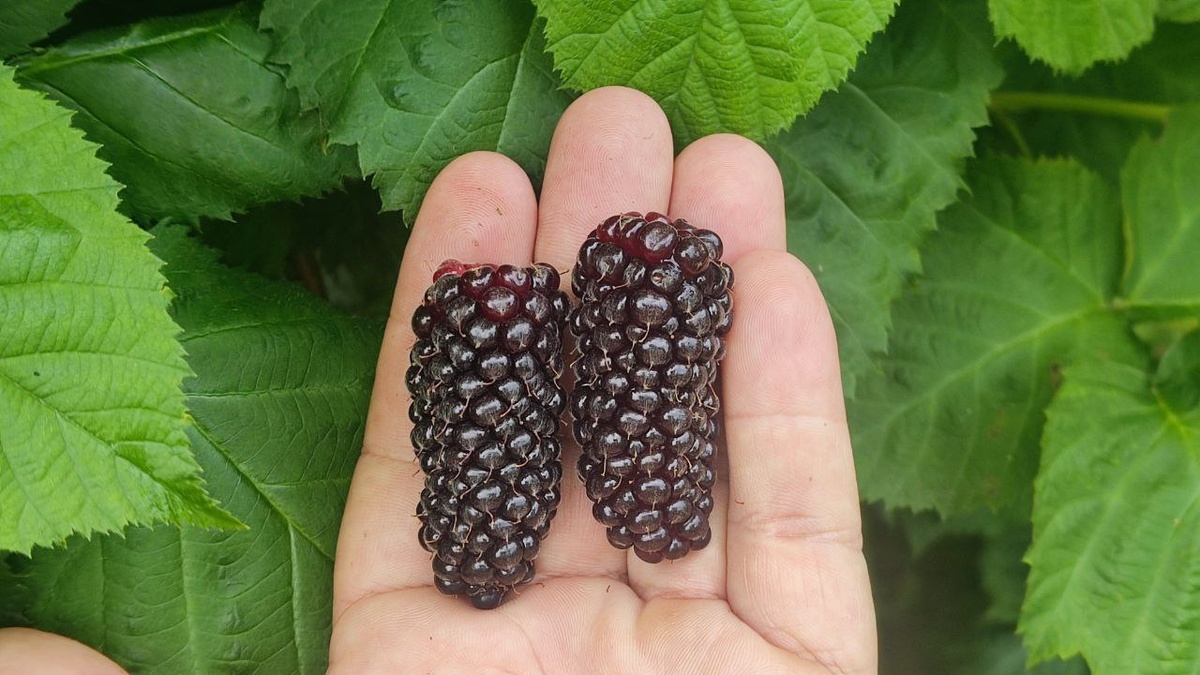 Представьте себе картину: вы прогуливаетесь летом среди своих кустиков ароматной ежевики, наслаждаясь её сладким запахом и яркими ягодами. Но вдруг задумались - как бы вам побольше такой красоты устроить прямо на своём участке?