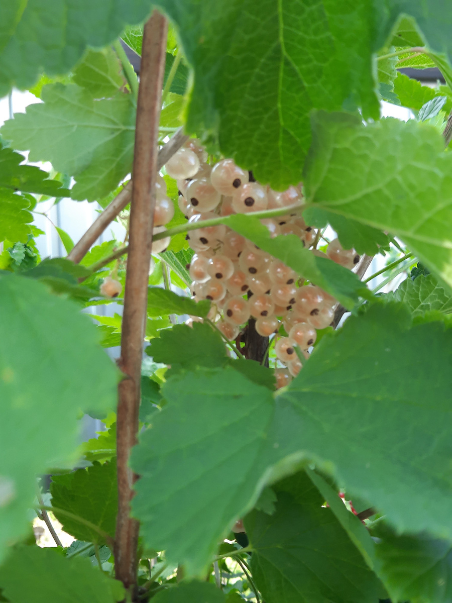 Белая смородина