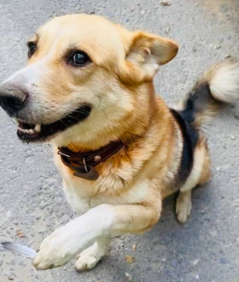    Фото предоставили зооволонтеры