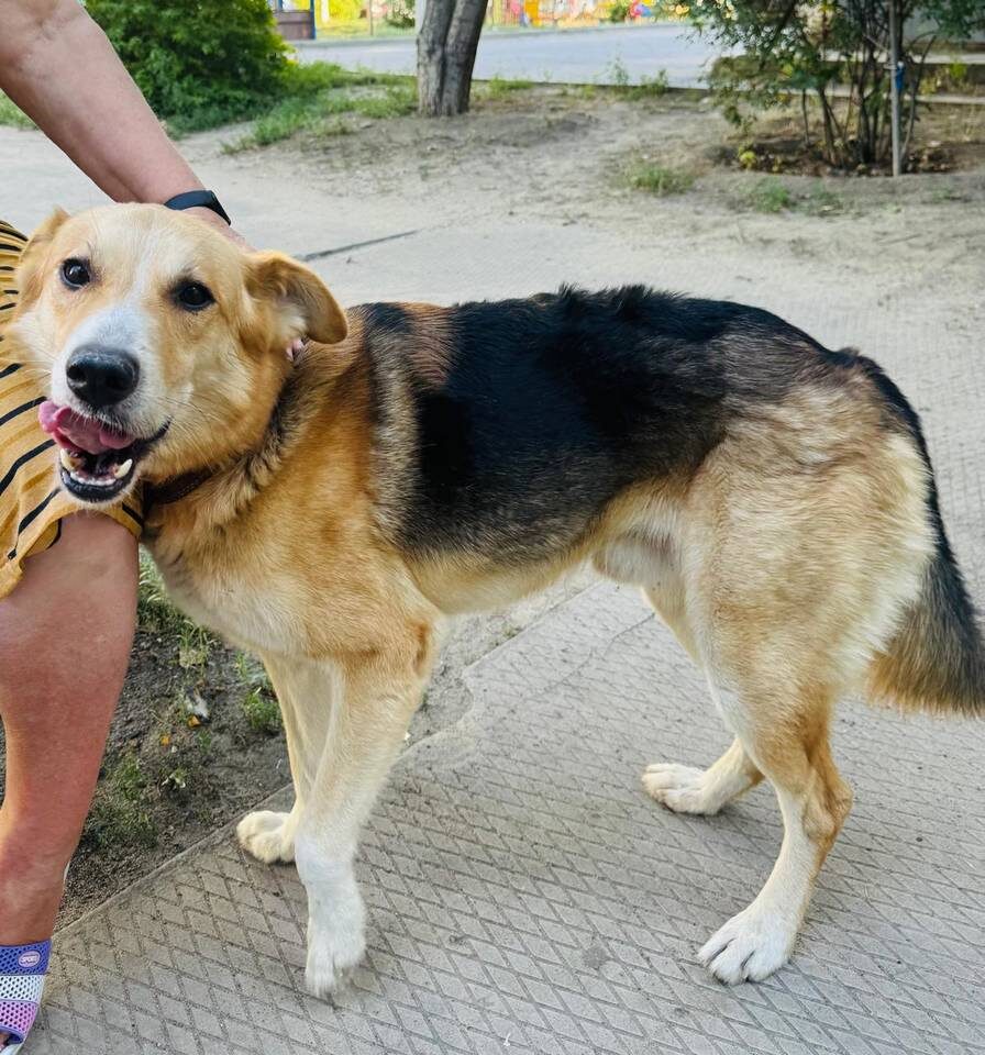    Фото предоставили зооволонтеры