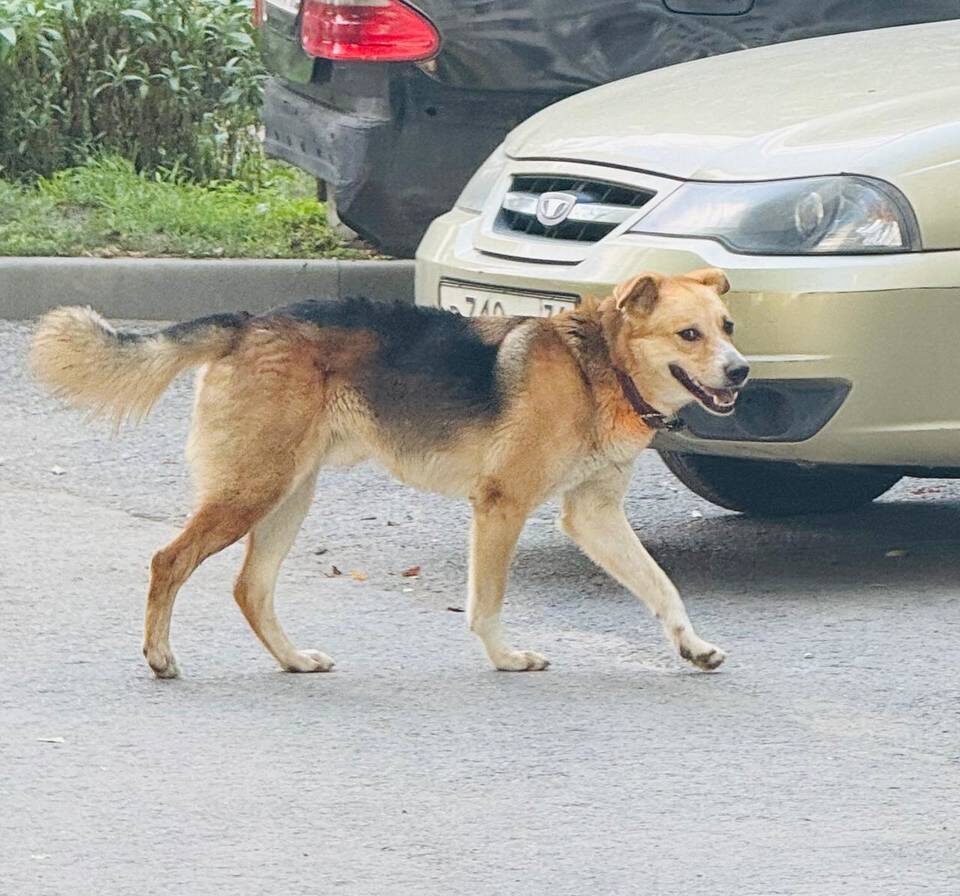    Фото предоставили зооволонтеры